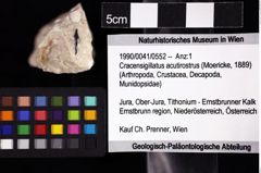 Foto (Objket + Etiketten) von Cracensigillatus acutirostrus (Moericke, 1889) 